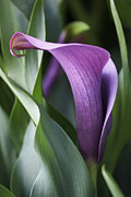 Calla Lily in Purple Ombre Photograph by Rona Black