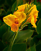 Canna Blossom Photograph by Mary Jo Allen