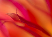 Colorful Motion Photograph by Mary Jo Allen