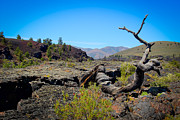 Crater of the Moon Triple Twist Tree Photograph by Carla E