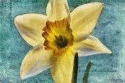 Daffodil Painting by Jeffrey Kolker
