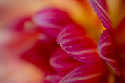 Dahlia Abstract Photograph by Mary Jo Allen