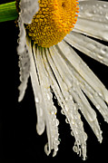 Daisy Dew Photograph by Mary Jo Allen