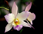 Delicate Beauty Photograph by Rona Black