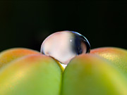 Dew on Cactus Photograph by Joe Schofield