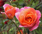 Disneyland Roses Photograph by Rona Black