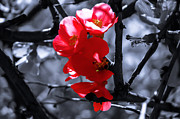 Dreamtime Magic Photograph by AM FineArtPrints