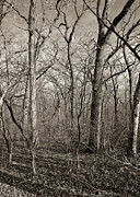 Early Spring Photograph by Steven Ralser