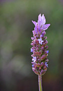 English Lavender Photograph by Rona Black