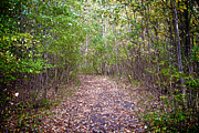 Entrance to the Sacred Grove Photograph by William Norton