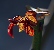 Eternal Photograph by Joe Schofield