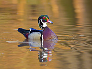 Ever alert Photograph by Jim E Johnson