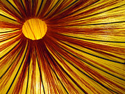 Exploding Sun Photograph by Rick Locke - Out of the Corner of My Eye