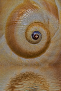 Eye of the Snail Photograph by Susan Candelario