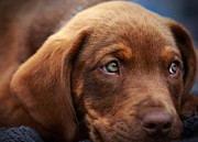 Eyes are the window to the soul Photograph by Mary Lou Chmura