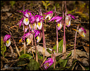Fairy Slippers Photograph by Fred Denner