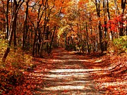 Fall at Cheesequake Photograph by Raymond Salani III