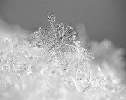 First Snowflake Photograph by Rona Black