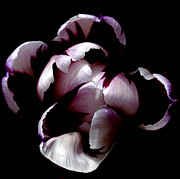 Floral Symmetry Photograph by Rona Black