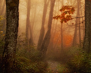 Foggy Autumn Photograph by Mary Jo Allen