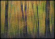 Forest Glow Photograph by Susan Candelario