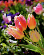 Fresh Tulips Photograph by Rona Black