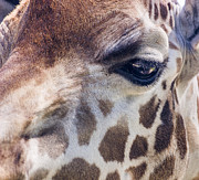 Giraffe Photograph by Steven Ralser