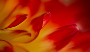 Glowing Photograph by Mary Jo Allen