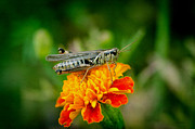 Grasshopper on Marigold Photograph by Crystal Wightman