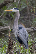 Great Blue Heron Photograph by Jim E Johnson