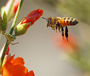 Hangin Six Photograph by Joe Schofield