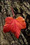 High Bush Cranberry Photograph by Fred Denner