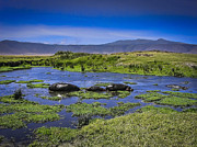 Hippo Family Photograph by Darcy Michaelchuk