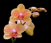 In Bloom Photograph by Rona Black