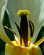 Inner Workings Photograph by Rona Black