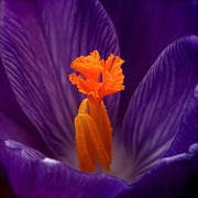 Interior Design Photograph by Rona Black