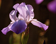 Iris Aglow Photograph by Rona Black