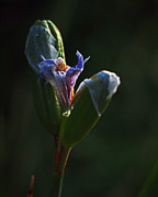 Iris Emerging Photograph by Rona Black