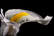 Iris With Water Photograph by Mary Jo Allen