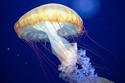 Japanese Sea Nettle Chrysaora Pacifica Photograph by Mary Lee Dereske