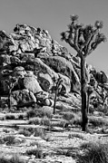 Joshua Tree Park Photograph by Kelley King