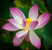 Jungle Garden Flower Photograph by Blake Webster