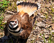 Killdeer on its nest Photograph by Flees Photos