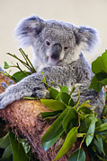 Koala on top of a tree Photograph by Flees Photos