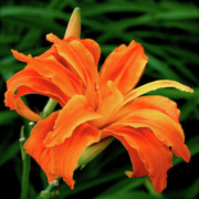 Kwanso Lily Photograph by Rona Black