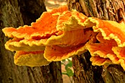 Laetiporus Between The Trees Photograph by Adam Jewell