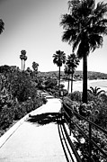 Laguna Beach Heisler Park in Black and White Photograph by Paul Velgos
