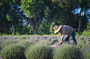 Lavender Harvest Photograph by Mary Lee Dereske