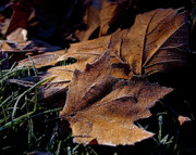 Lightly Frosted Photograph by Rona Black