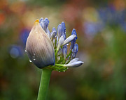 Lily of the Nile Photograph by Rona Black